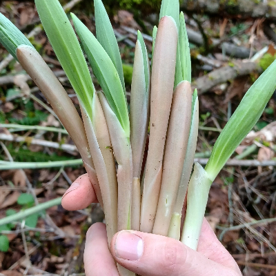 Fresh Wild Greens