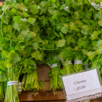 Cilantro