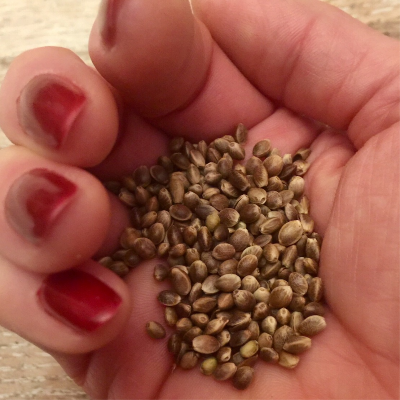 Toasted Hemp Seeds Salt Free