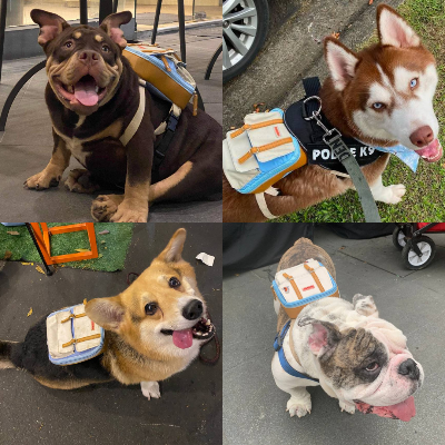 Ruffsack Handmade Dog Backpack With Harness – Dale In Light Blue