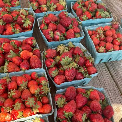Exploring New Markets- Our Trip to the Strawberry Festival