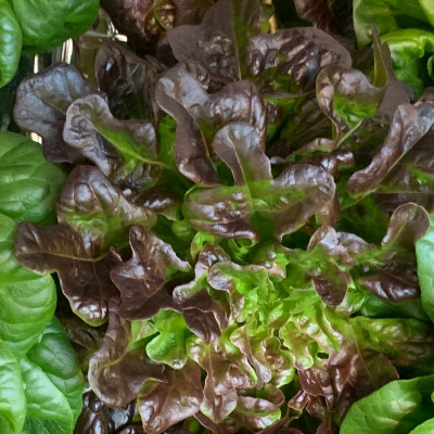 Hydroponic Lettuce