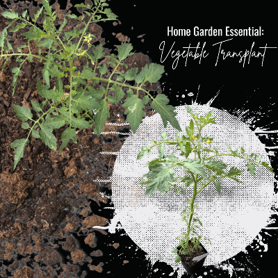 Plants - Ready To Transplant - Vegetable, Herb, Or Fruit Plant