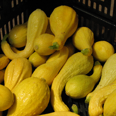 Squash - Summer