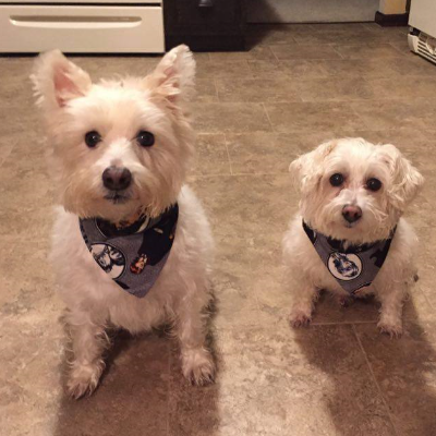 This Is One Of Buddies Modeling His New Bandana
