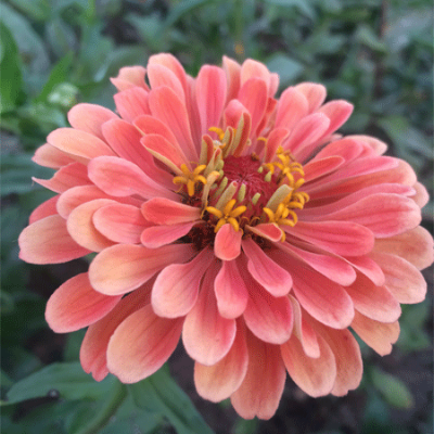 Zinnia Plant