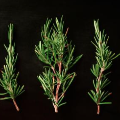 Rosemary