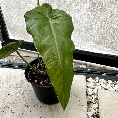 Philodendron Maximum