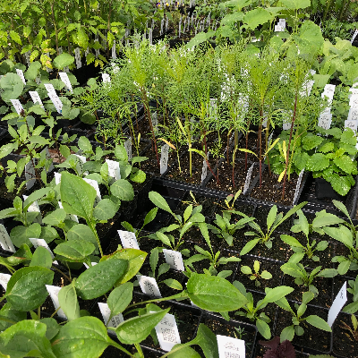 Plant Starts - Herbs, Flowers, Native Plants, Vegetables