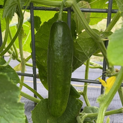 Cucumbers