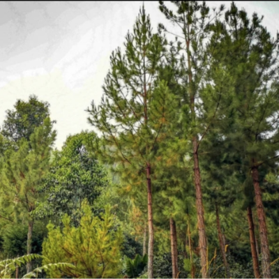 Peru Liz Colina Dark Roast - 5 Lb