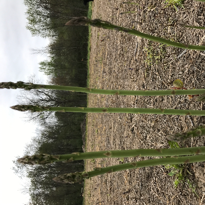 Asparagus