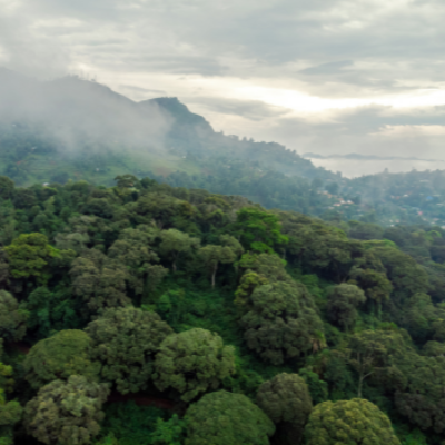 Tanzania Nsoga Iwezya - 2 Lb