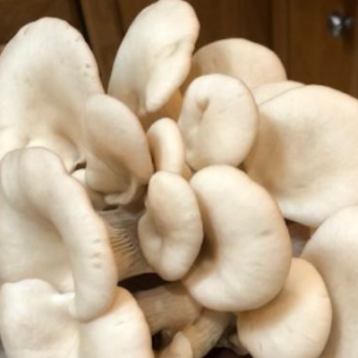 Gourmet Mushrooms