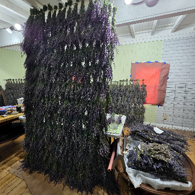 Dried Lavender Bundles