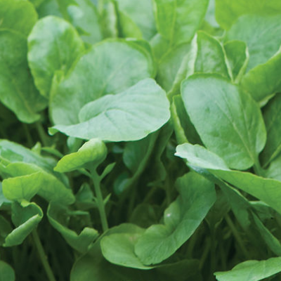 Upland Cress Barbara Verna