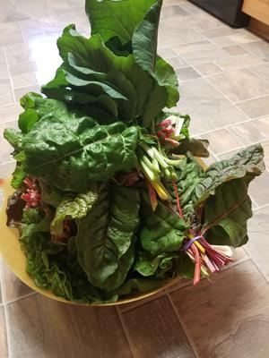 Swiss Chard