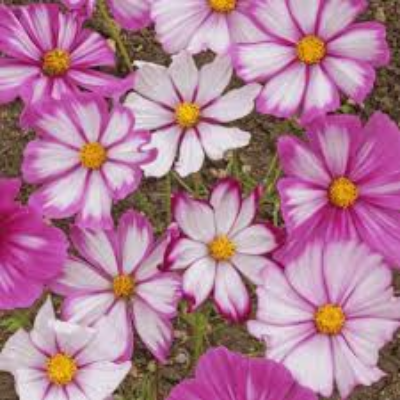 Cosmos Bipinnatus (Cosmos) 'Candystripe Mx'