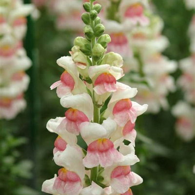 Snapdragon