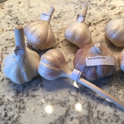 Organic Heirloom Garlic