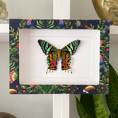 Butterfly Shadow Box Frame