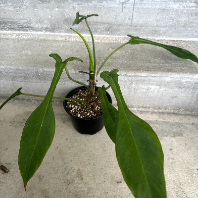 Philodendron Joepii