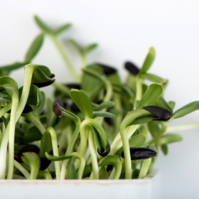 Sunflower, Black Oilseed