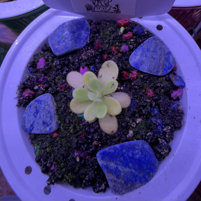Pinguicula/Butterwort