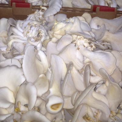 White Elm Mushroom