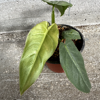 Philodendron Maximum