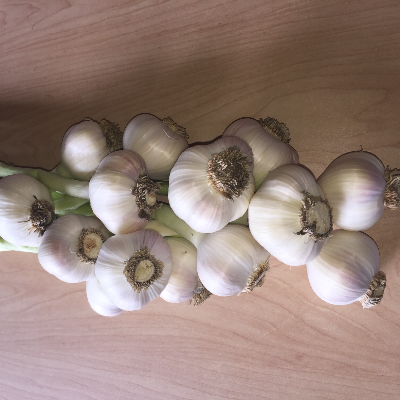 Organic Heirloom Garlic