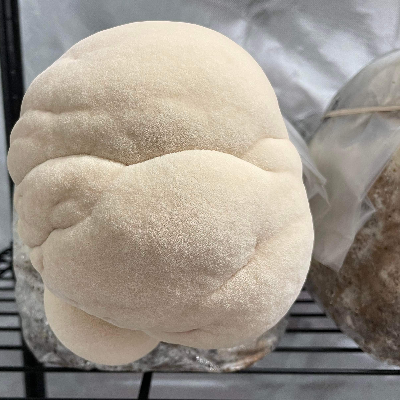 Lion's Mane Mushroom