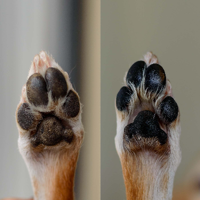 Soothing Pet Balm Skin, Nose & Paw