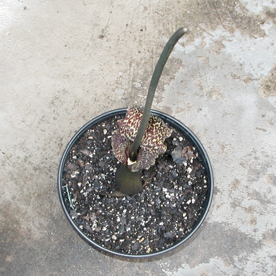 Voodoo Lily (Sauromatum Venosum)
