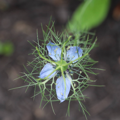 Cut Flowers