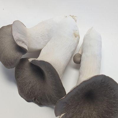 Gourmet Oyster Mushrooms