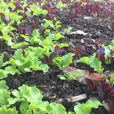 Mixed Lettuce (Merlot/Tango)