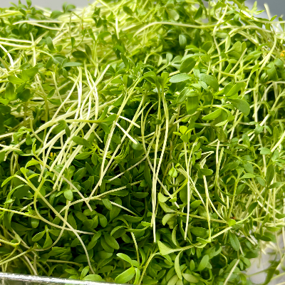 Curly Cress