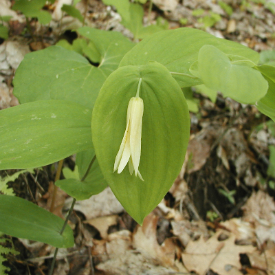 Perfoliate Bellwort (Uvularia Perfoliata)