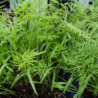 Herb Seedlings
