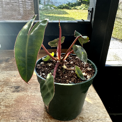 Philodendron Billietiae