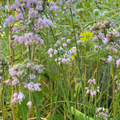 Allium Cernuum (Nodding Onion) 4-Inch