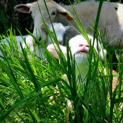 Grass Fed Lamb