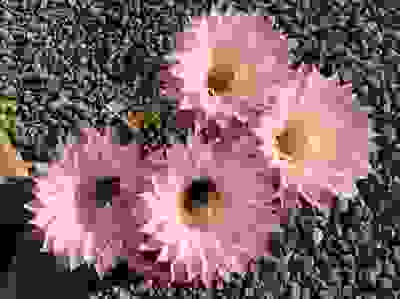 Blooming Cactus Giants