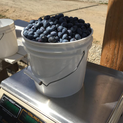 Shingle Mill Blueberries