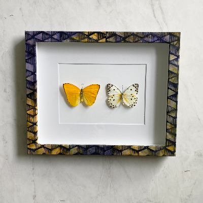 Butterfly factory display shadow box