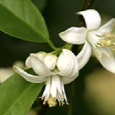 Orange Blossom Honey