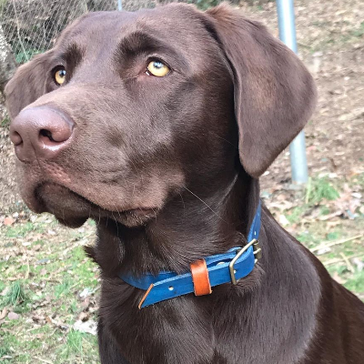 Leather Dog Collars