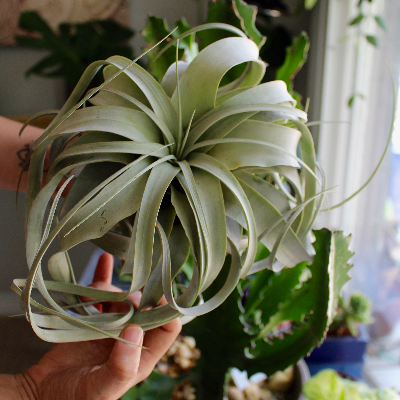Air Plants