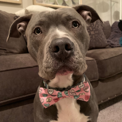 Dog Bow Tie